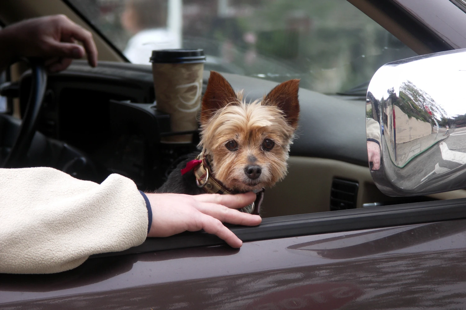 Ford Explorer Dog Car Seat Belt for Biewer Terriers