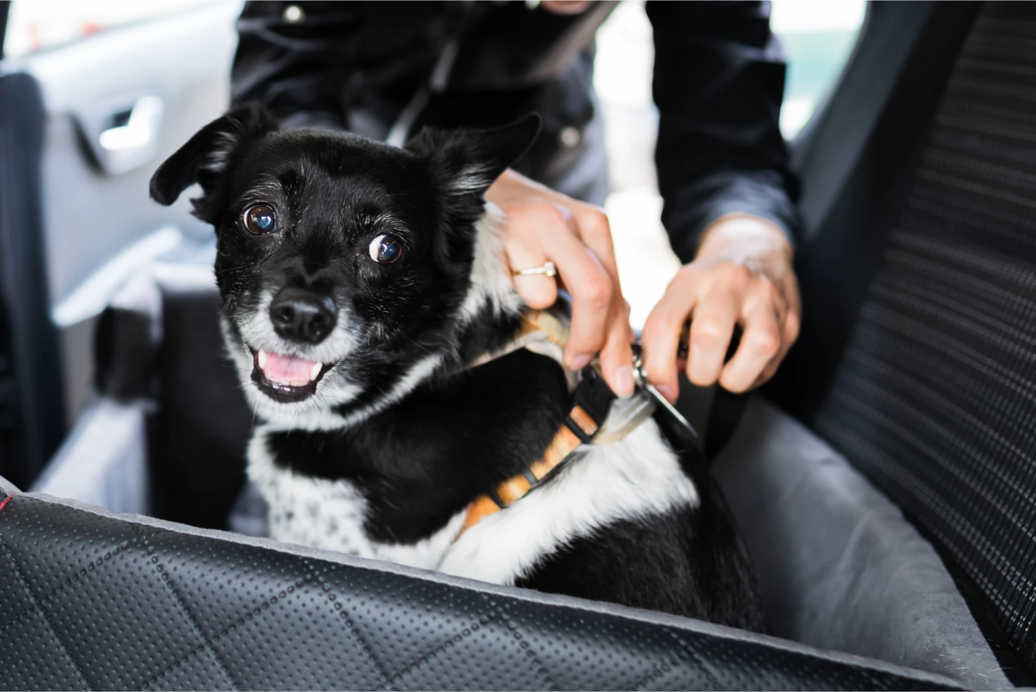 Beagles  Dog Safety Belt for BMW 3 Series